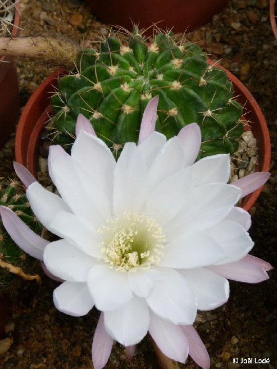 Echinopsis rojasii anacantha PR JLcoll.1458